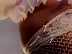 Estrella0v  live sex cam