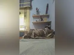 Lolipurple1  live sex cam