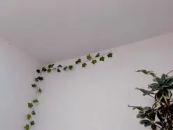 MarieeTaylor  live sex cam