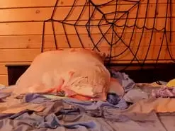 Ultrachick  live sex cam