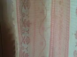 Clove6  live sex cam