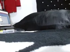 Seductive1  live sex cam