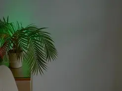 Anabelcurvy  live sex cam