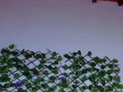 Alice_rous21  live sex cam