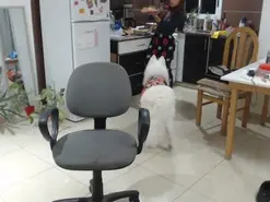 Buunnylolaa  live sex cam