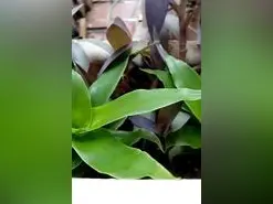 Dreamfury  live sex cam