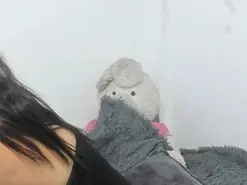 Mamasita72  live sex cam