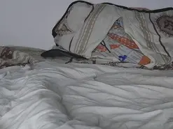 Roxy_star  live sex cam