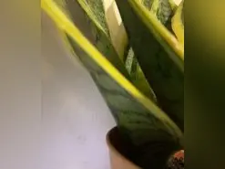 Johareinabb  live sex cam