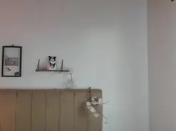 Roxanne1  live sex cam