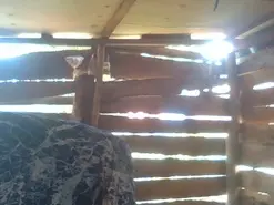 Faith_1  live sex cam