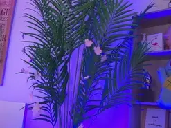 _dakotaa_  live sex cam