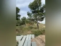 ReinalatinaReal  live sex cam