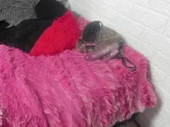 Pamela_velazco  live sex cam