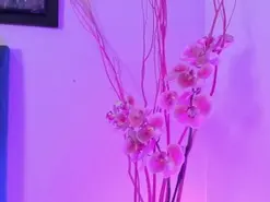 AnnaBrooks  live sex cam