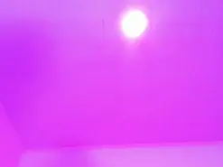 SagiraBelle  live sex cam