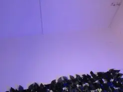 Annymooncs  live sex cam