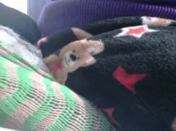 ___PATRICIA___  live sex cam