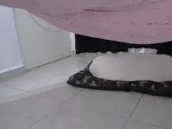 ___PATRICIA___  live sex cam