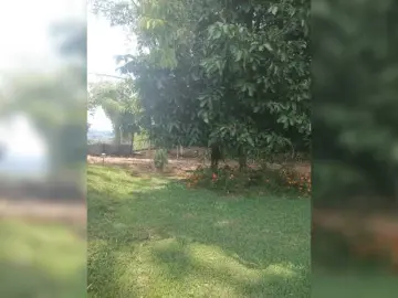Flacapaola11  live sex cam