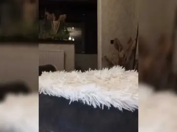 Sofaa  live sex cam