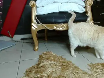 Jolie-collete  live sex cam