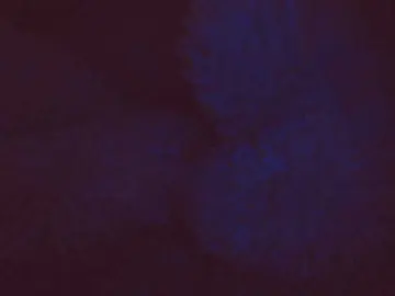 Belleblondx  live sex cam