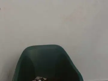 Sweet-fariha  live sex cam