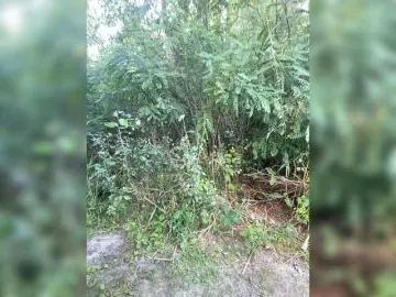AngelEnigma  live sex cam