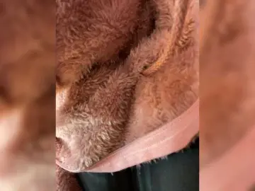 LittleToxic  live sex cam
