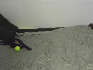MiaSweetti  live sex cam