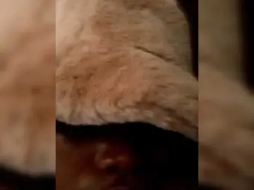 Sexy-bunny  live sex cam