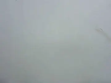 Tatswee  live sex cam