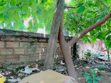 Hanakoa  live sex cam