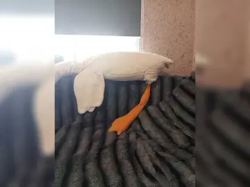 Exnasisi  live sex cam