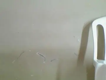 Spicedpussy  live sex cam