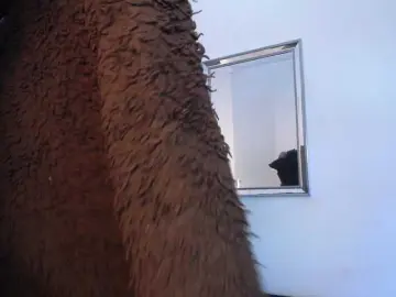 SofiPerez  live sex cam