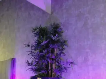 AmisRayy  live sex cam