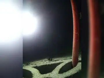 Pempemliciouss  live sex cam
