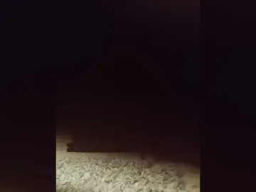 Koshkaxxx  live sex cam