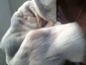 Brianasexy4u  live sex cam