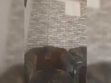 CerdAyaz  live sex cam