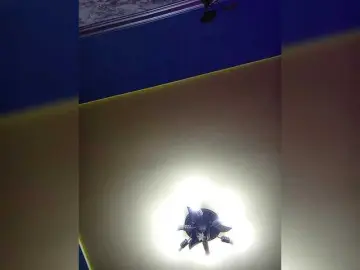 Fox981  live sex cam