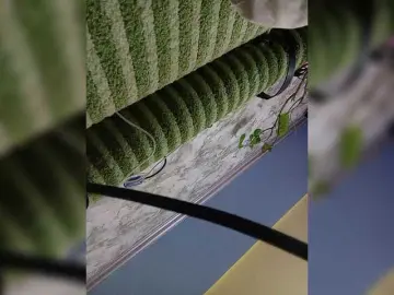 Fox981  live sex cam