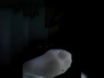 QueenAnitaDix  live sex cam