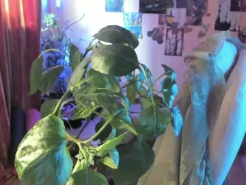 TemptingFable  live sex cam