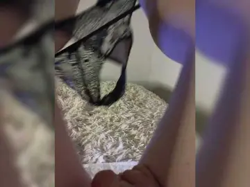 Amazingtits-5D  live sex cam