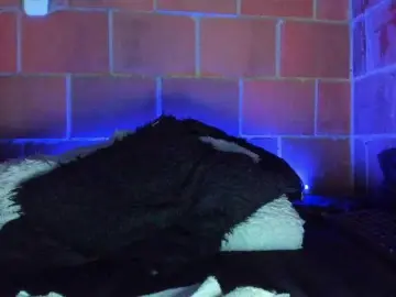 Cata-anngel  live sex cam