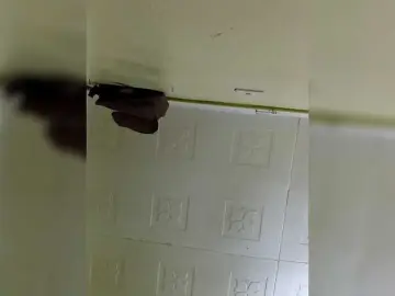 Dorothykemunto  live sex cam