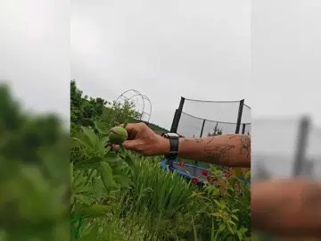 Dvenasti  live sex cam